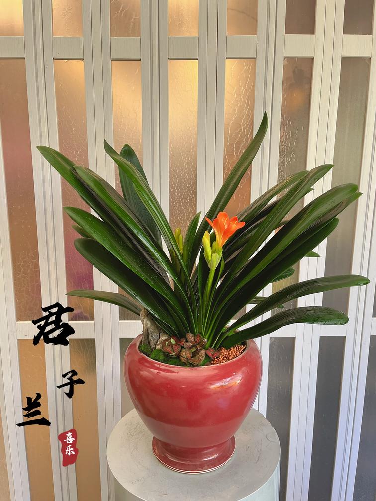 君子兰盆栽