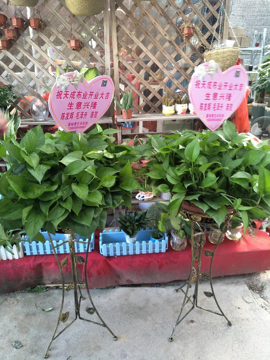 绿萝盆栽
