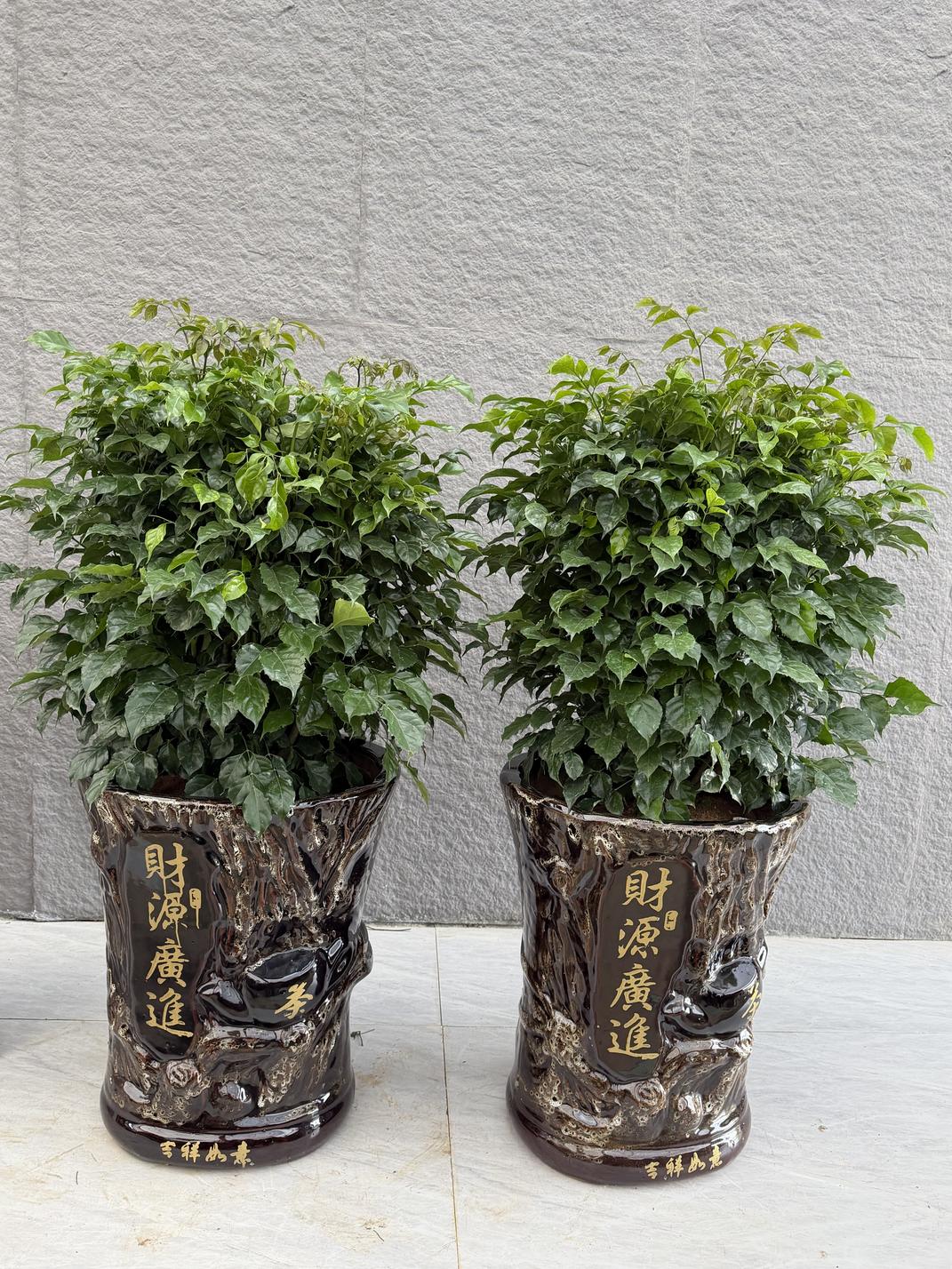多肉组合盆栽