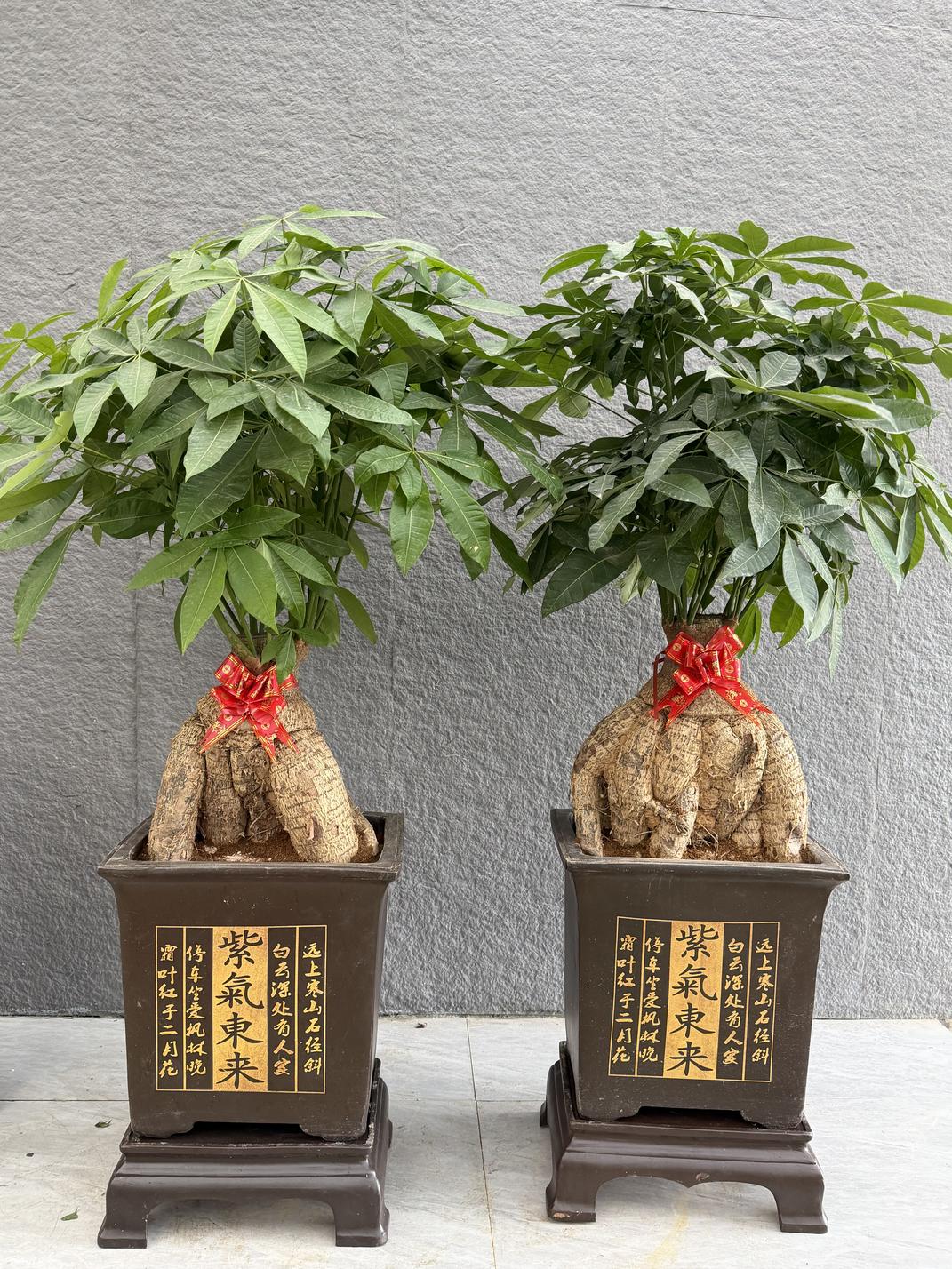发财树盆栽